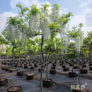 120厘米紫藤