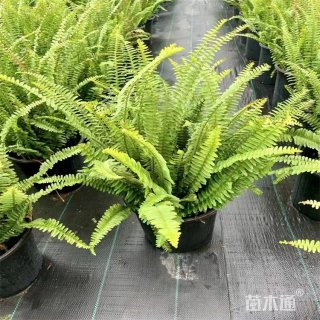 高度45厘米波斯顿蕨