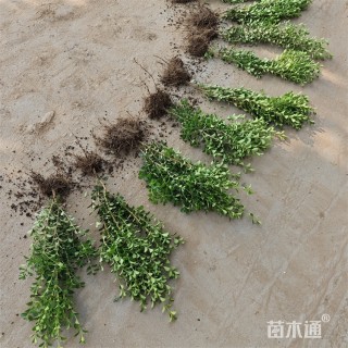 高度50厘米瓜子黄杨