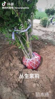 高度350厘米丛生紫荆