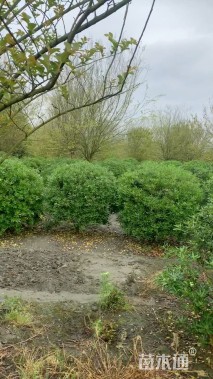 冠幅150厘米海桐球