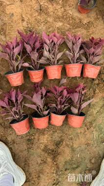 高度10厘米彩叶草