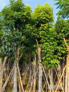 10公分海南红豆