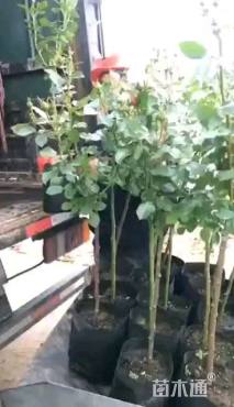 1公分树状月季