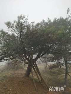 高度250厘米黑松