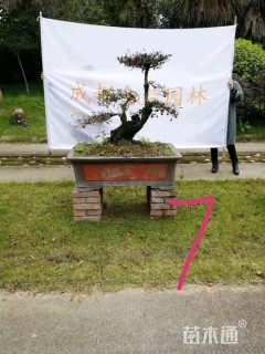 原生苗造型金弹子