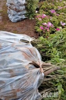 高度10厘米蜡梅