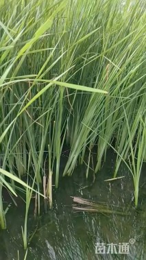 高度80厘米香蒲