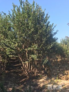 高度300厘米丛生紫薇