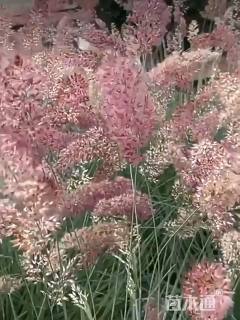 糖蜜草种子