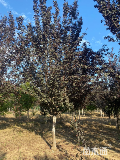 15公分紫叶李
