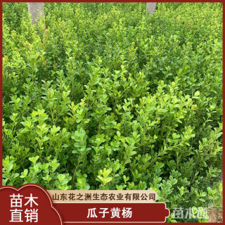 高度40厘米瓜子黄杨