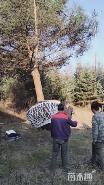 高度200厘米龙柏