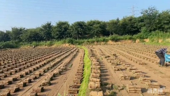 草块状马尼拉草