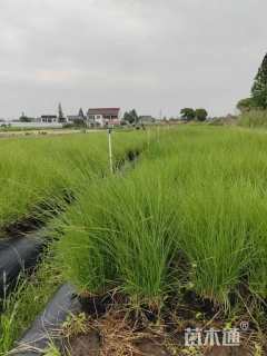 高度60厘米细叶芒