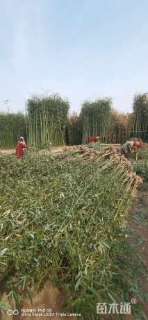地栽苗青皮竹
