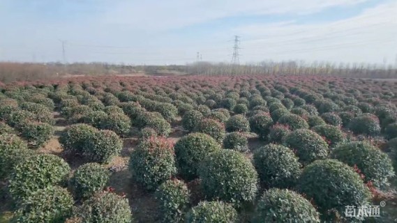 冠幅180厘米红叶石楠球