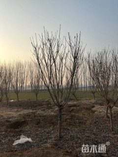 8公分樱花