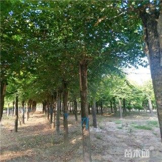 9公分圆冠榆