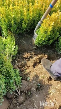 高度40厘米小叶黄杨