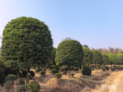 18公分桂花