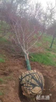 13公分北美海棠