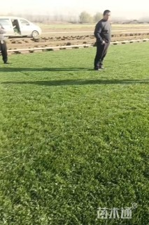 草卷状草皮