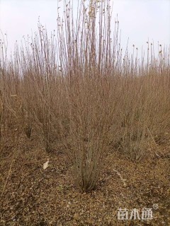 高度200厘米丛生木槿