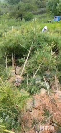 高度100厘米白皮松