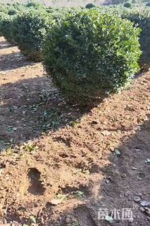 高度60厘米黄杨