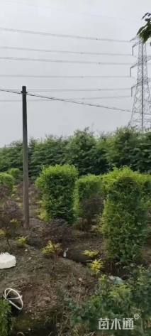 高度150厘米金森女贞柱