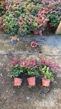 高度30厘米火焰南天竹