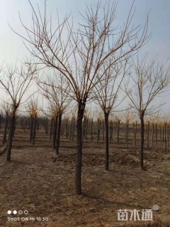 12公分高杆金枝槐