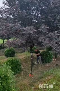 8公分紫叶李