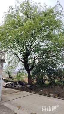 40公分朴树
