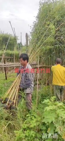 容器苗黄金间碧玉竹