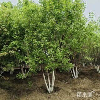 高度600厘米丛生五角枫