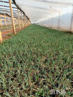 高度10厘米马莲