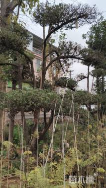 18公分罗汉松