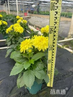 高度40厘米大丽花