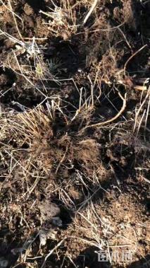 高度40厘米喷雪花