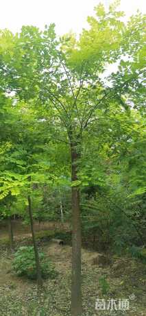 12公分高杆金枝槐