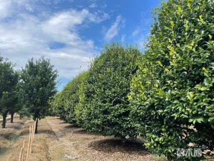 冠幅120厘米茶梅球