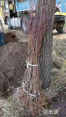 高度100厘米密枝红叶李