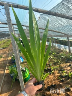 高度30厘米德国鸢尾