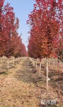 15公分美国红枫-十月光辉