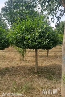 50公分高杆卫矛球