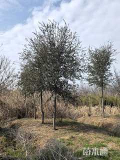 9公分弗吉尼亚栎