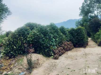 高度200厘米红叶石楠柱