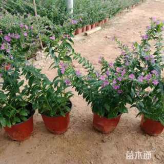高度20厘米莲子草
